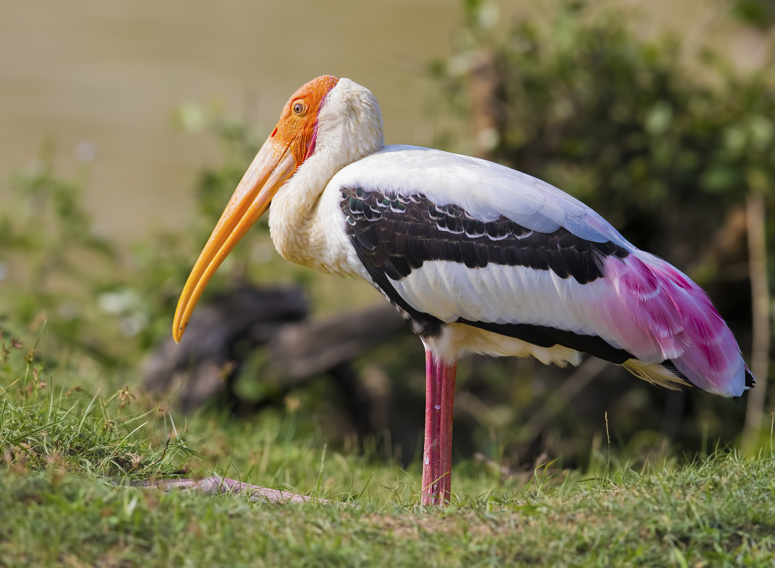 Painted Stork — Ana fotoğraf